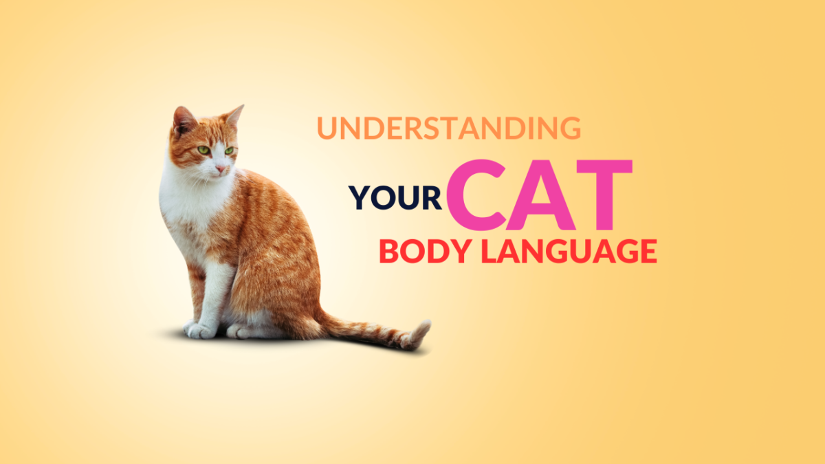 Understanding Your Cat's Body Language